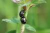 Coptosoma scutellatum